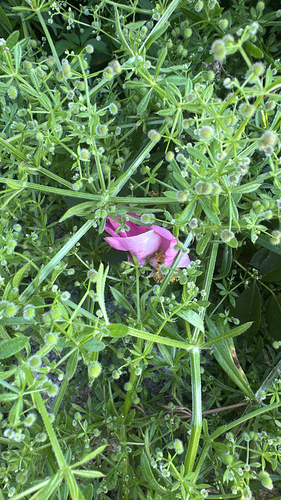 catchweed bedstraw