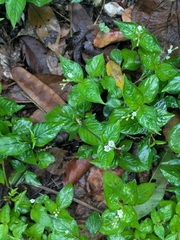Spigelia humboldtiana