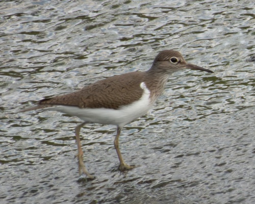 iNaturalist: (c) nlev27, some rights reserved (CC BY-NC) iNaturalist image