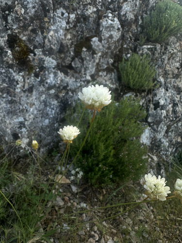 Armeria alliacea