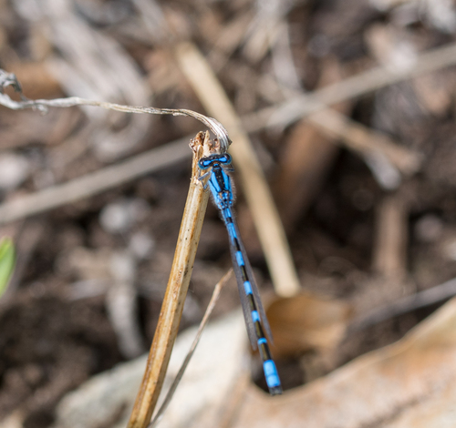Tule Bluet