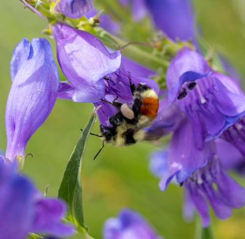 Hunt's Bumble Bee