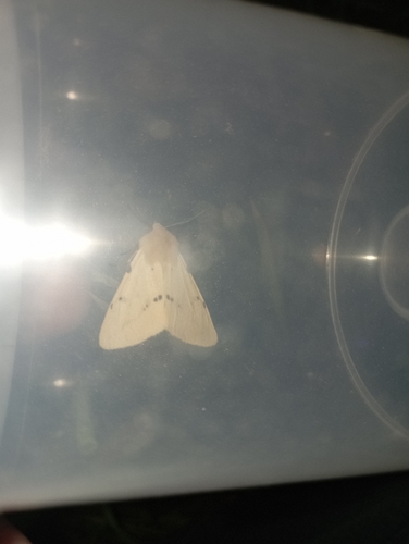Buff Ermine