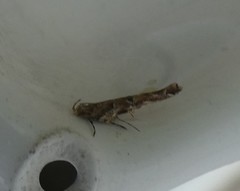 Pyroderces aellotricha