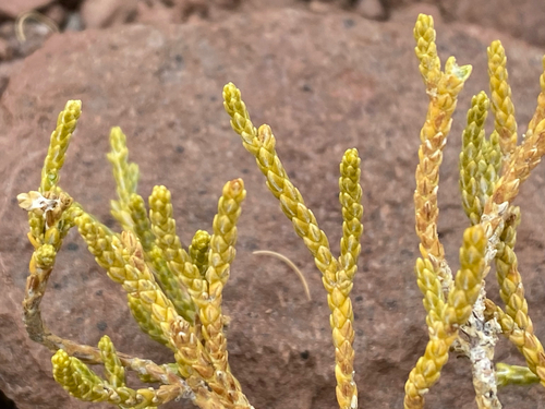 Parastrephia quadrangularis