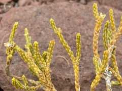 Parastrephia quadrangularis