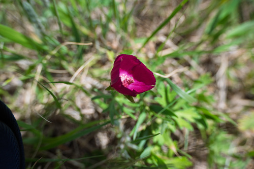 winecup mallow