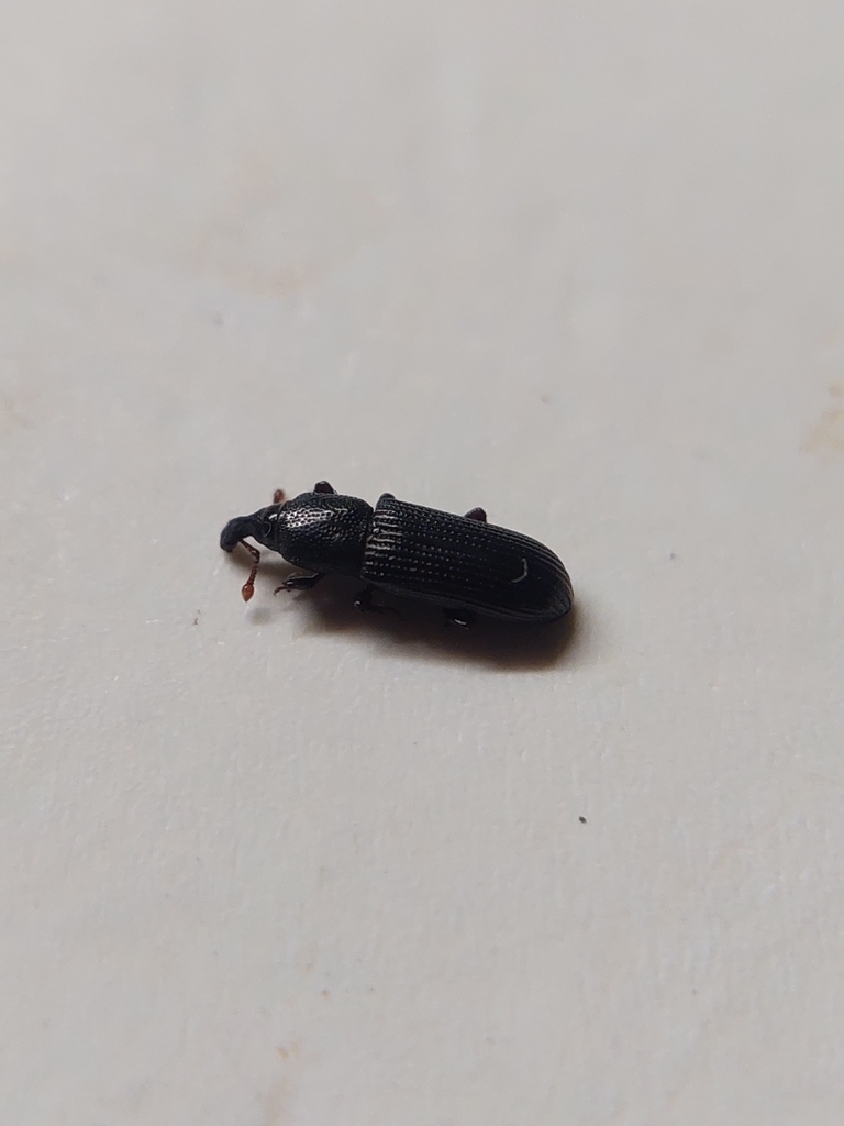Cossonus cylindricus