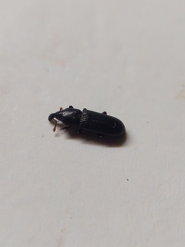 Cossonus cylindricus