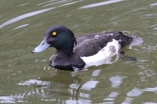 iNaturalist image