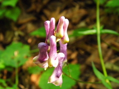 Aconitum moldavicum