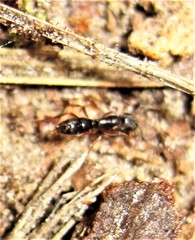 Hypoponera
