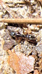 Hypoponera