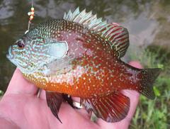 Rio Grande Longear Sunfish photo 2