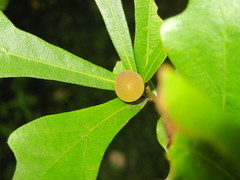 Amphibolips quercusracemaria