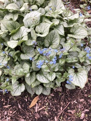 Brunnera