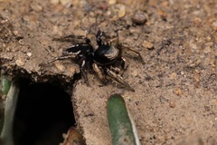 Habronattus schlingeri