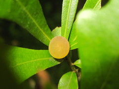 Amphibolips quercusracemaria