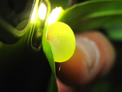 Amphibolips quercusracemaria