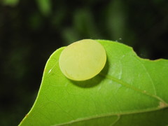 Amphibolips quercusracemaria