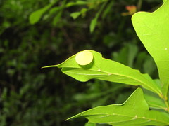 Amphibolips quercusracemaria