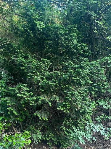 common yew