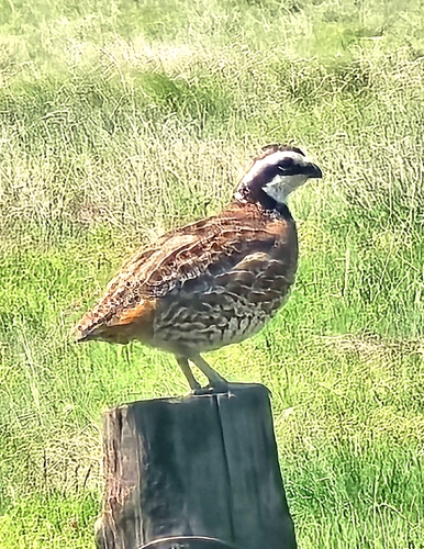 Northern Bobwhite