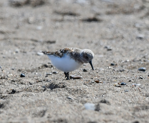 iNaturalist image