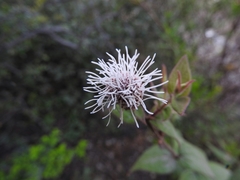Chromolaena bigelovii