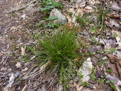 Carex albicans