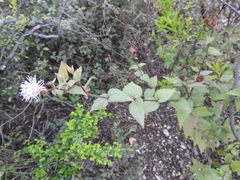 Chromolaena bigelovii