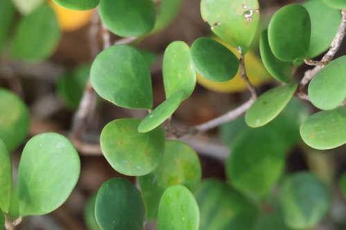 Ficus deltoidea observed 2026-05-19