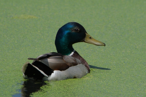 Mallard
