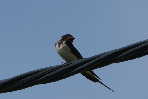Barn Swallow