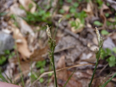 Carex albicans