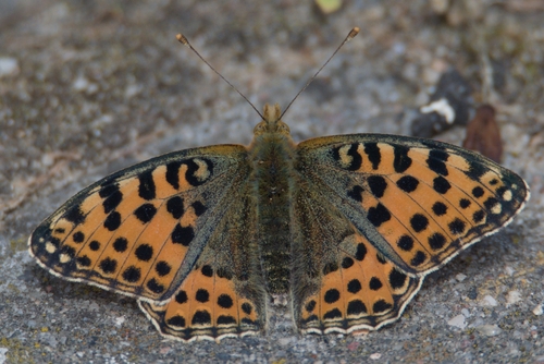 Queen of Spain Fritillary