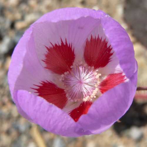 Eremalche rotundifolia, photograph 6