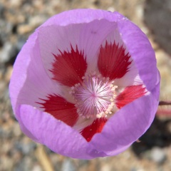 Eremalche rotundifolia, photograph (c) Stan Shebs, some rights reserved (CC BY-SA)