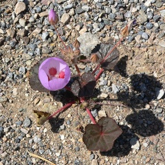 Eremalche rotundifolia, photograph (c) Stan Shebs, some rights reserved (CC BY-SA)