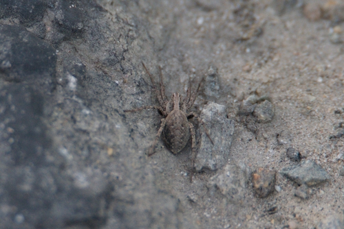 Xerolycosa miniata