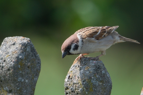 Eurasian Tree Sparrow