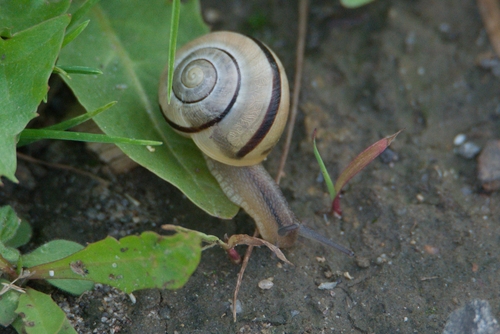 Brown-lipped Snail