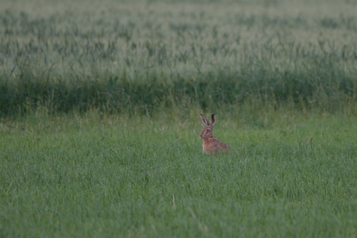 Brown Hare