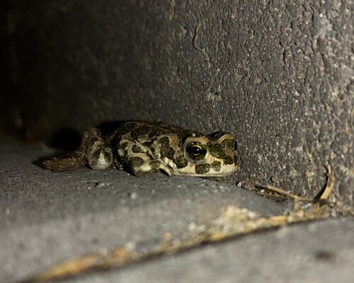 Green Toad