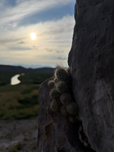 Whitecolumn Foxtail Cactus