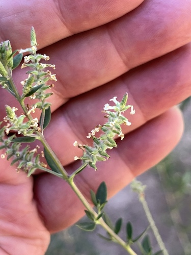 Wright's beebrush