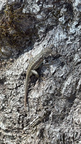 iNaturalist observation photo of Common Sagebrush Lizard