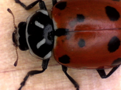 Hippodamia convergens