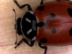 Hippodamia convergens