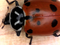 Hippodamia convergens